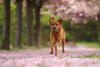Labrador