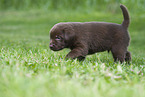Labrador Welpe