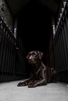 brauner Labrador Retriever