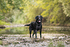 schwarzer Labrador