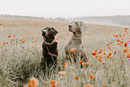 Labrador Retriever und Weimaraner