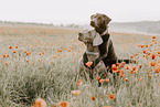 Labrador Retriever und Weimaraner