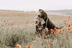 Labrador Retriever und Weimaraner
