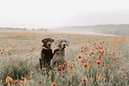 Labrador Retriever und Weimaraner