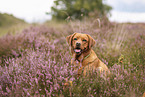 foxred Labrador Retriever