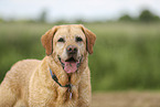 gelber Labrador Retriever