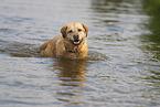 gelber Labrador Retriever