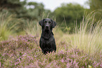 schwarzer Labrador Retriever