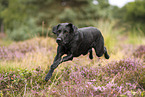 schwarzer Labrador Retriever