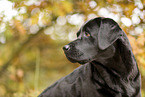 schwarzer Labrador Retriever