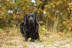 schwarzer Labrador Retriever