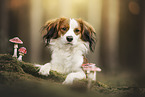 Kooikerhondje