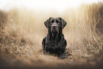 Labrador Retriever H�ndin