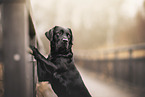 Labrador Retriever H�ndin