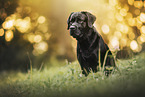 Labrador Retriever R�de