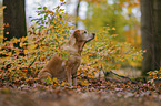 gelber Labrador R�de