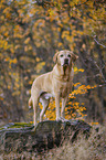 gelber Labrador R�de