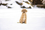 Labrador Retriever Welpe
