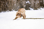 Labrador Retriever Welpe