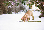 Labrador Retriever Welpe