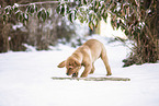 Labrador Retriever Welpe