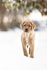 Labrador Retriever Welpe