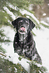 Labrador Retriever Senior