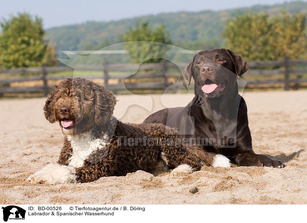 Labrador & Spanischer Wasserhund / Labrador & Perro de aqua espanol / BD-00526