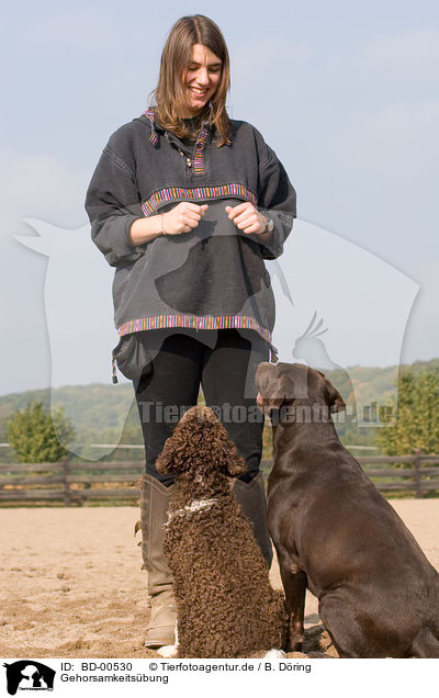 Gehorsamkeitsbung / woman with dogs / BD-00530
