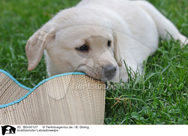 knabbernder Labradorwelpe / gnawing labrador puppy / BD-00127