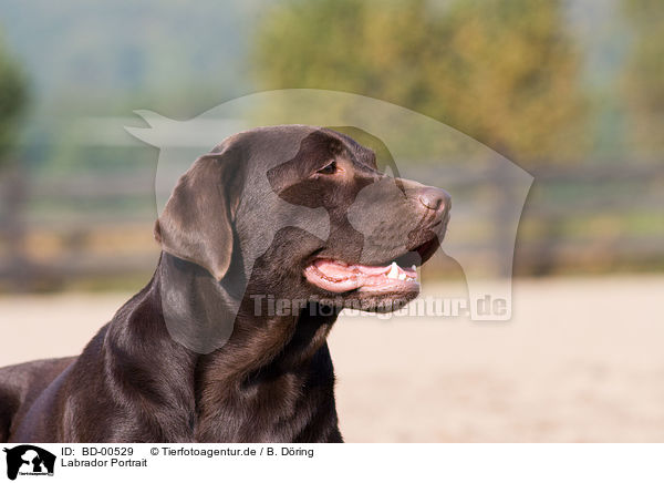 Labrador Portrait / Labrador Portrait / BD-00529
