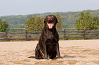 sitzender Labrador