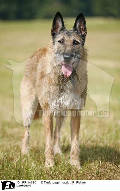 Laekenois / Laekenois / RR-14680