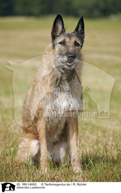 sitzender Laekenois / sitting Laekenois / RR-14683