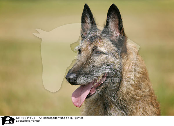 Laekenois Portrait / Laekenois Portrait / RR-14691