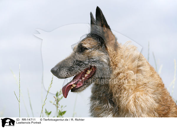 Laekenois Portrait / Laekenois Portrait / RR-14711