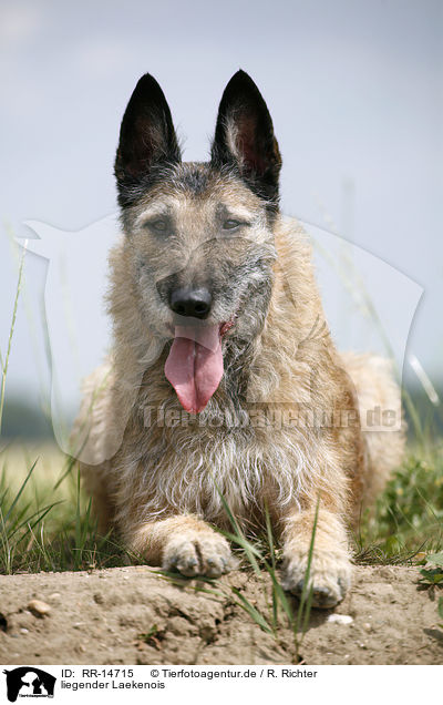liegender Laekenois / lying Laekenois / RR-14715