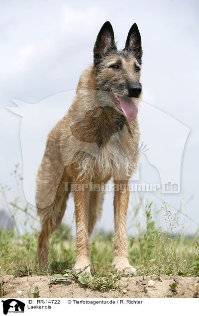 Laekenois / Laekenois / RR-14722