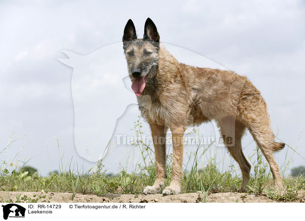 Laekenois / Laekenois / RR-14729