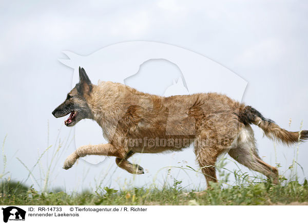 rennender Laekenois / running Laekenois / RR-14733