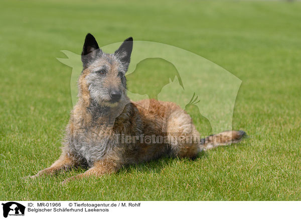 Belgischer Schferhund Laekenois / MR-01966