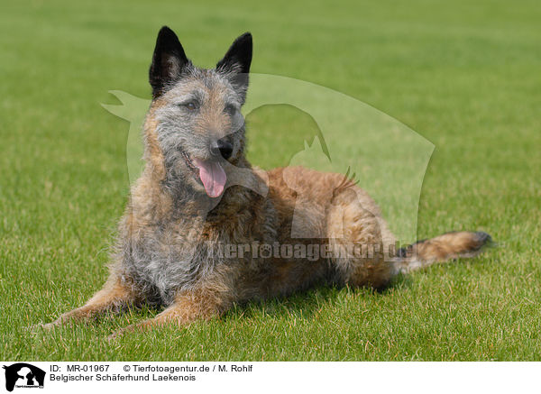 Belgischer Schferhund Laekenois / MR-01967