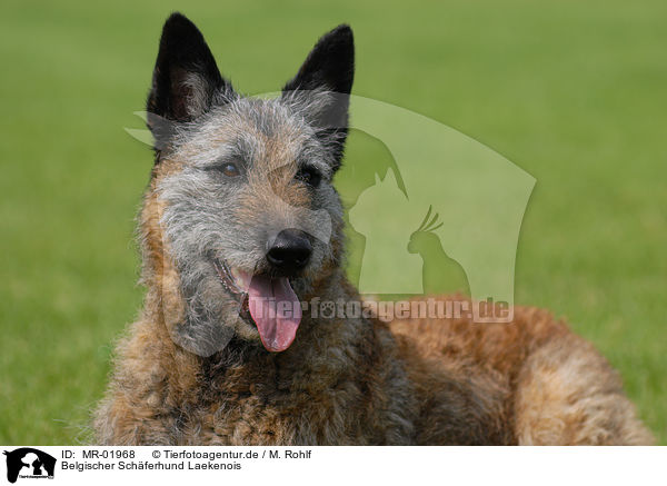 Belgischer Schferhund Laekenois / MR-01968