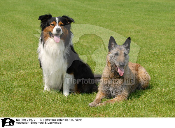 Australian Shepherd & Laekenois / MR-01970