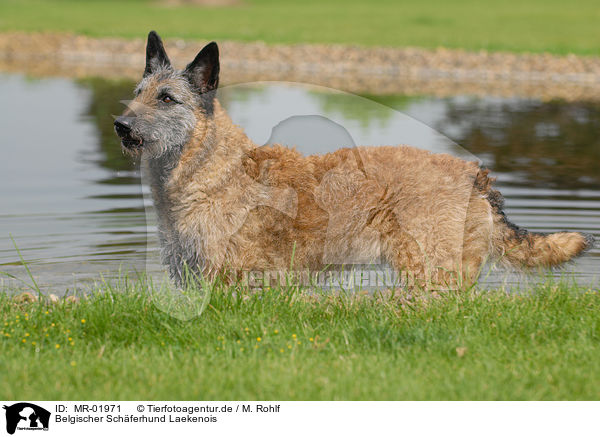 Belgischer Schferhund Laekenois / MR-01971