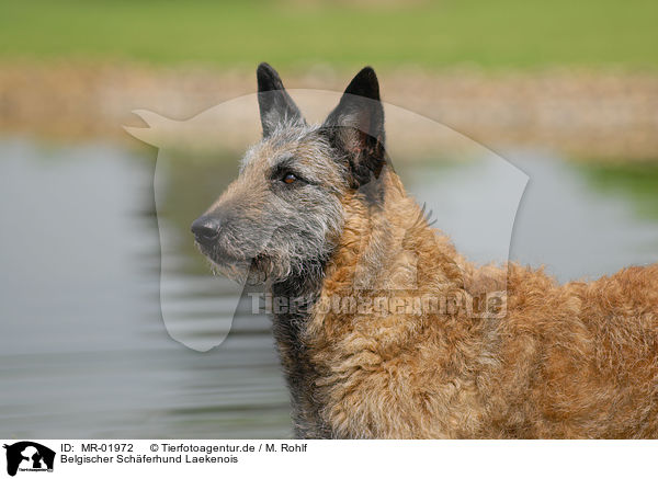 Belgischer Schferhund Laekenois / MR-01972