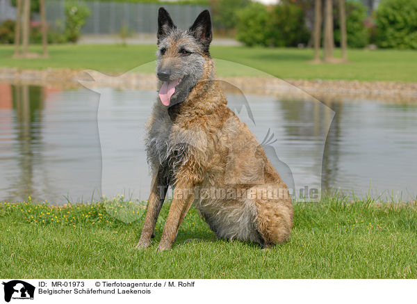 Belgischer Schferhund Laekenois / MR-01973