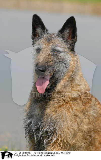 Belgischer Sch�ferhund Laekenois / Laekenois / MR-01975