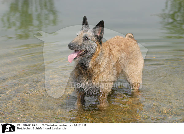 Belgischer Schferhund Laekenois / MR-01978