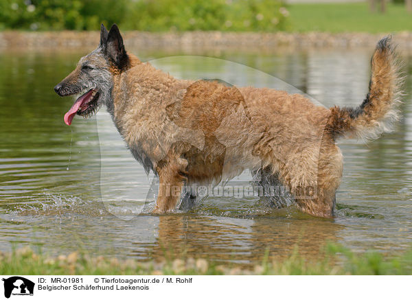 Belgischer Schferhund Laekenois / MR-01981